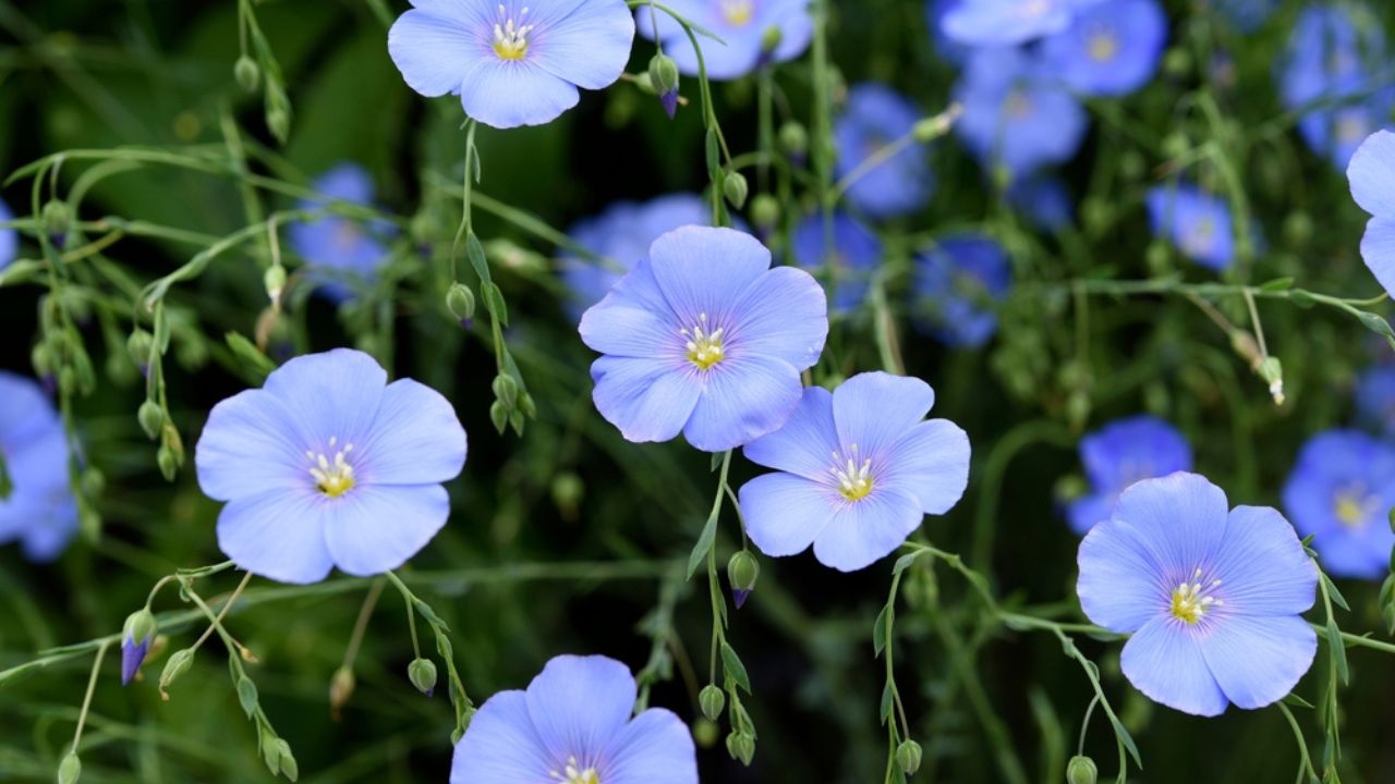 Blue flax flowers in the garden. Linum usitatissimum.