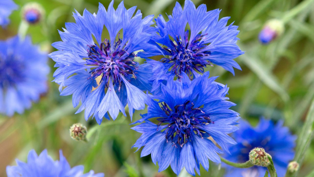 Blue flowers of cornflowers in the field. Blue cornflowers on green background. Blurred nature background with bokeh. Flowers as Background.