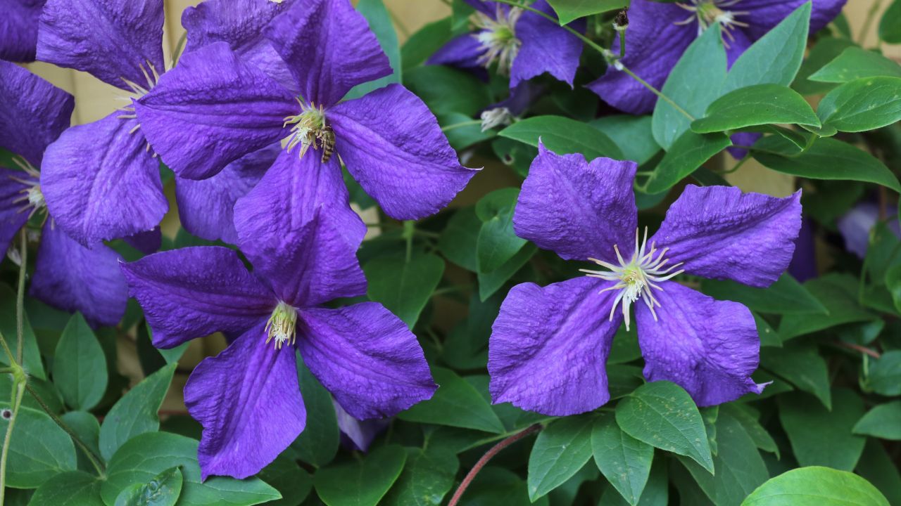 Clematis