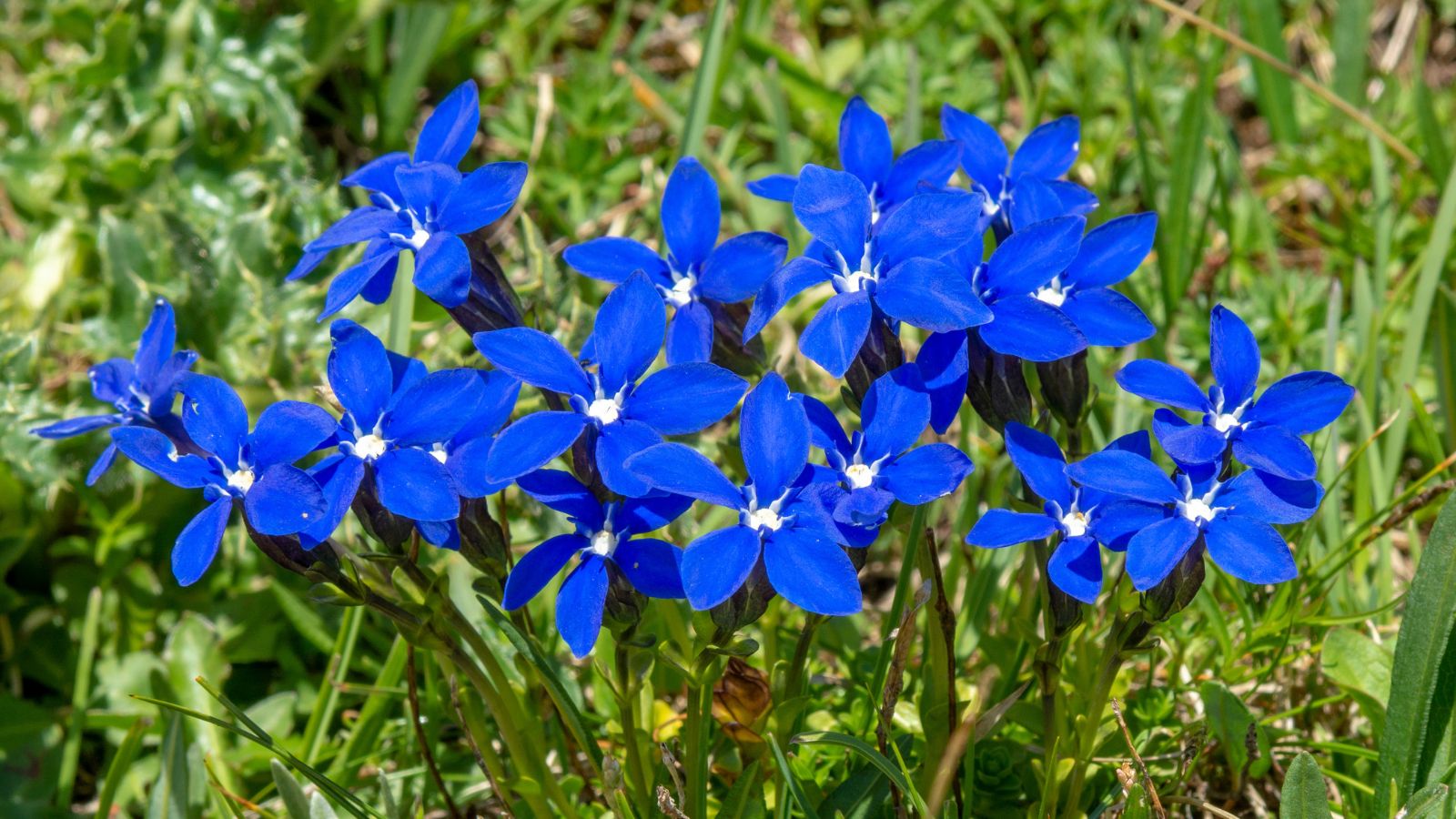 blue spring gentian flowers - (Gentiana verna)