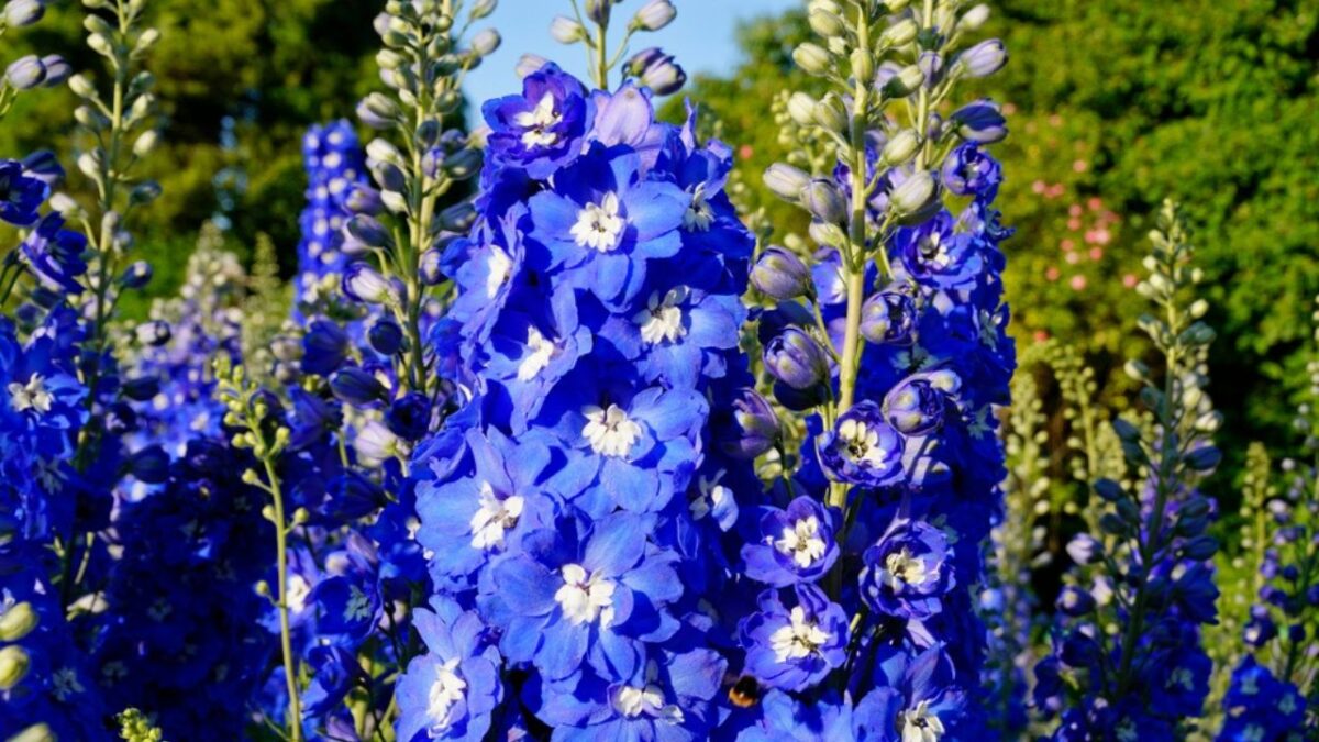 Perennial Prep: 22 That Need Summer Pruning To Encourage Radiant Blooms ...