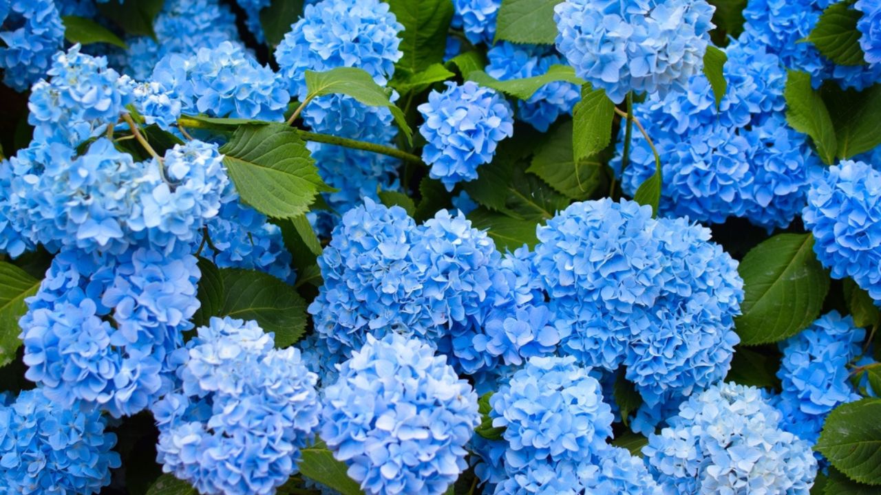 Hydrangea changeable large-leaved Garden French wild-growing bush. Variety of paniculate and tree-like hydrangea. Blue and pink flowers