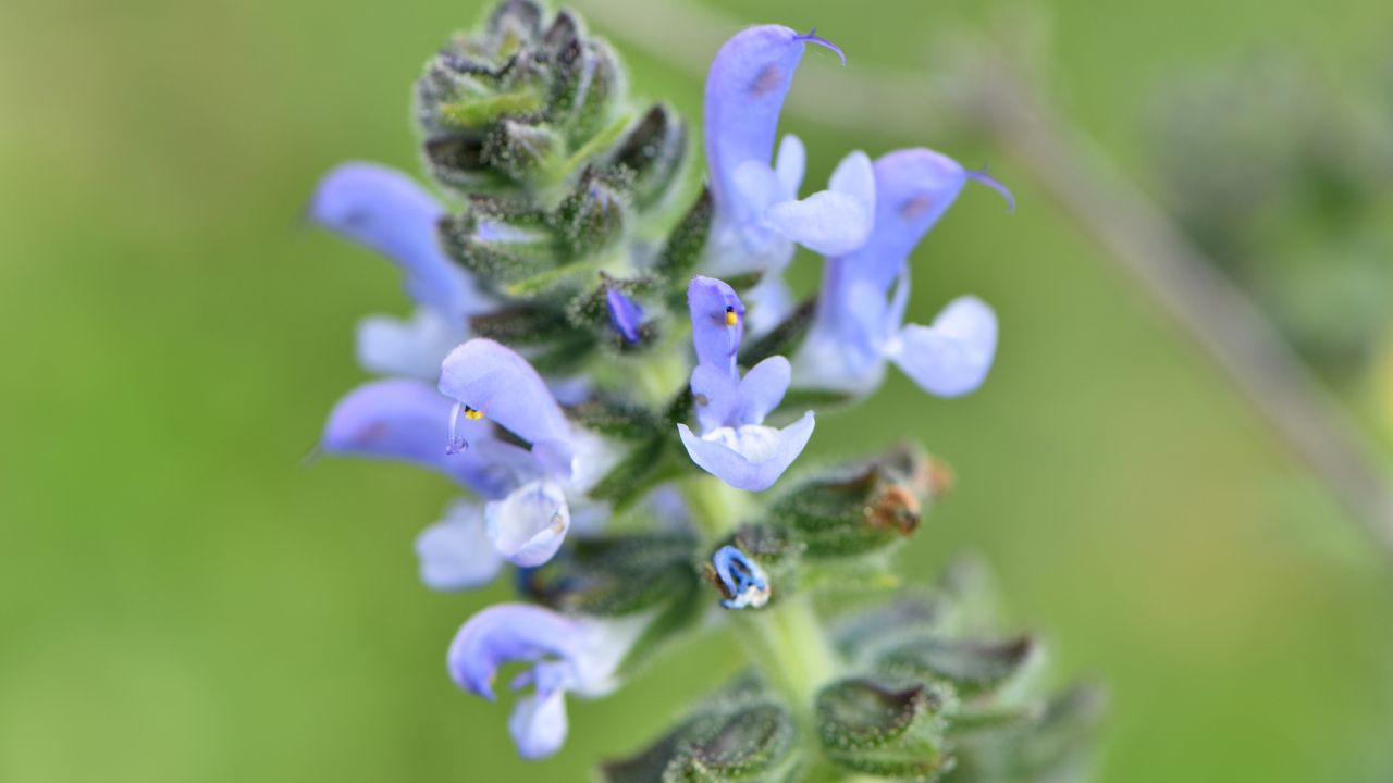 Image of Salvia verbenaca