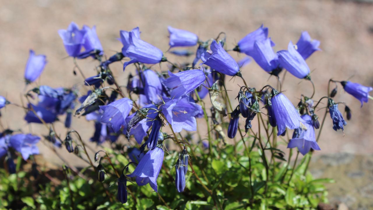 Plants (harebell) along the wall in front of Whitehead Congregational Church, Chester Avenue, Whitehead, County Antrim, Northern Ireland, July 2013