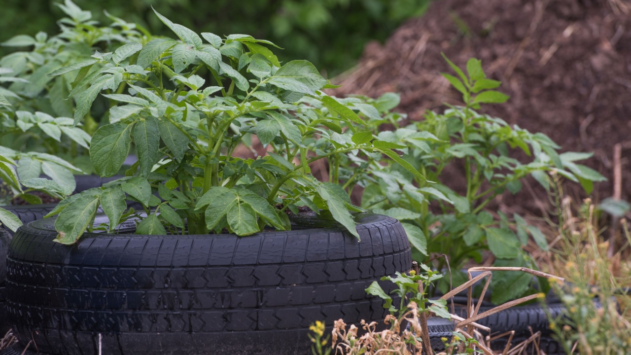 Potato plants growing in recycled tire beds
