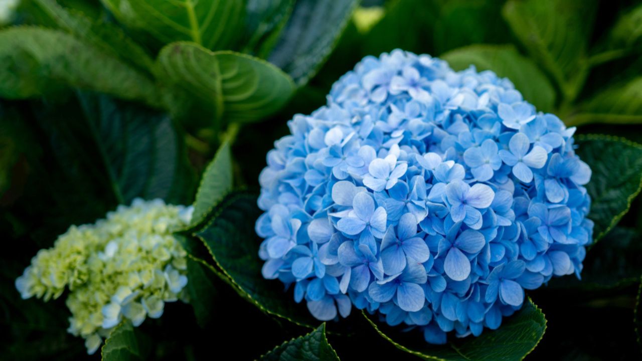 Purple blue Hydrangea flower (Hydrangea macrophylla) blooming in a garden for home decorate(Selective focus).
