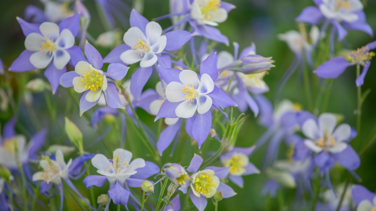 Outdoor Colorful Real Variable Flower Columbine Blue Star Aquilegia Caerulea Overcast Day