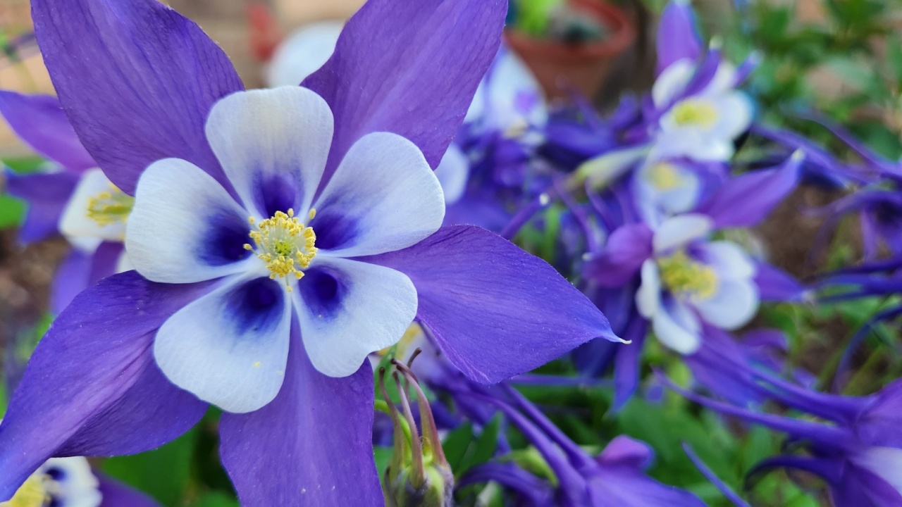 Detailed Colorful Colorado blue columbine Flowers