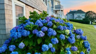 Blue Hydrangea Flower Bush in Cape Cod