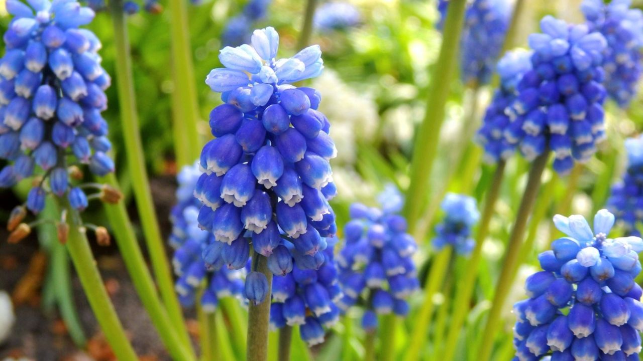 Spring blossoming Muscari armeniacum, commonly called&nbsp;grape&nbsp;hyacinth at Keukenhof flower garden in Lisse, Netherlands