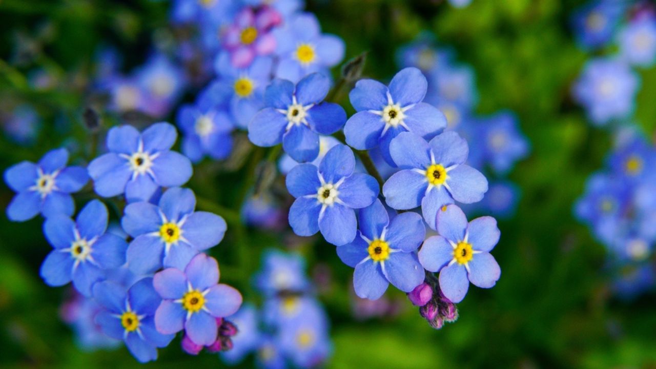 The blue flowers forget-me-not plant.