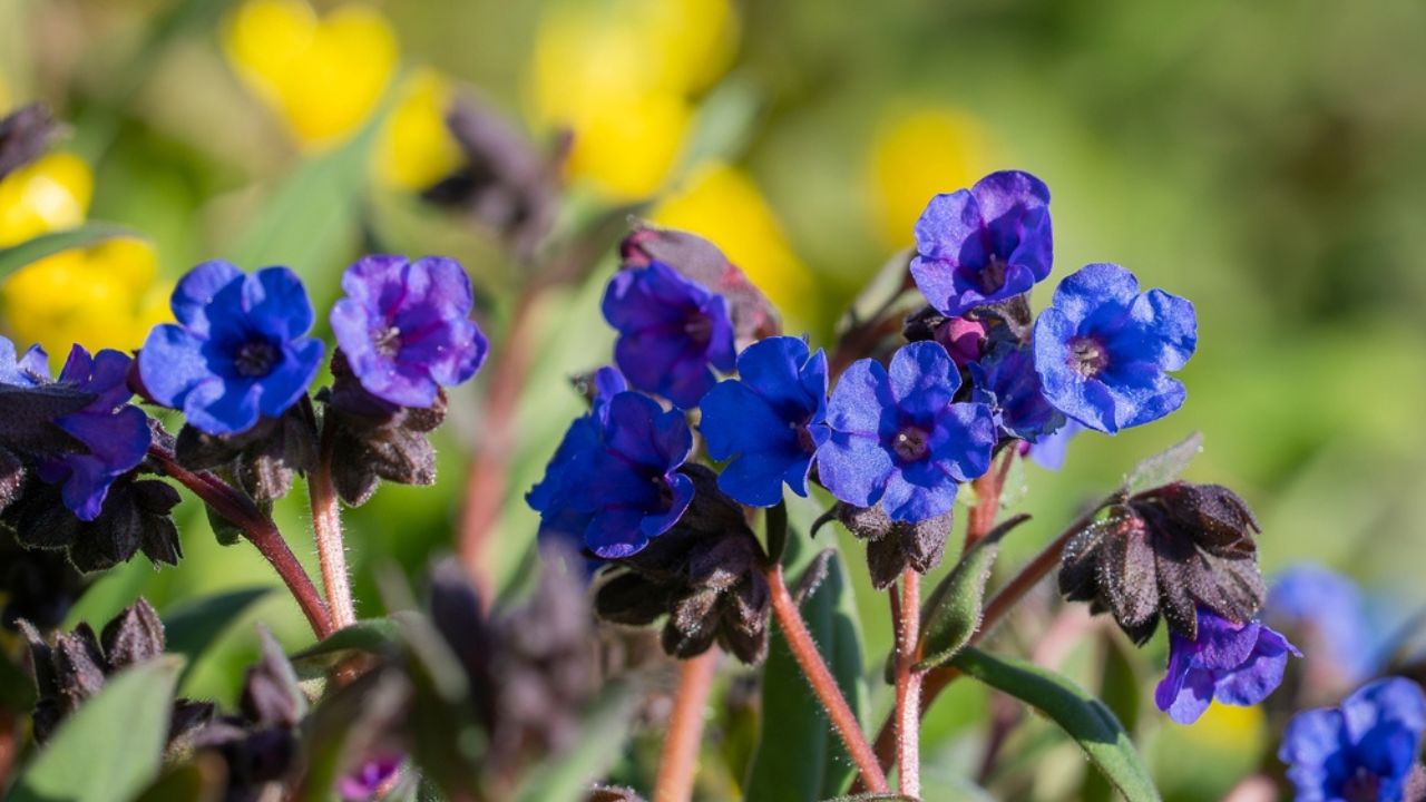 The first spring flowers of the Pulmonaria. Blossom and buds of unspotted lungwort colorful flowers, Pulmonaria, spring in forest, background texture macro photo.