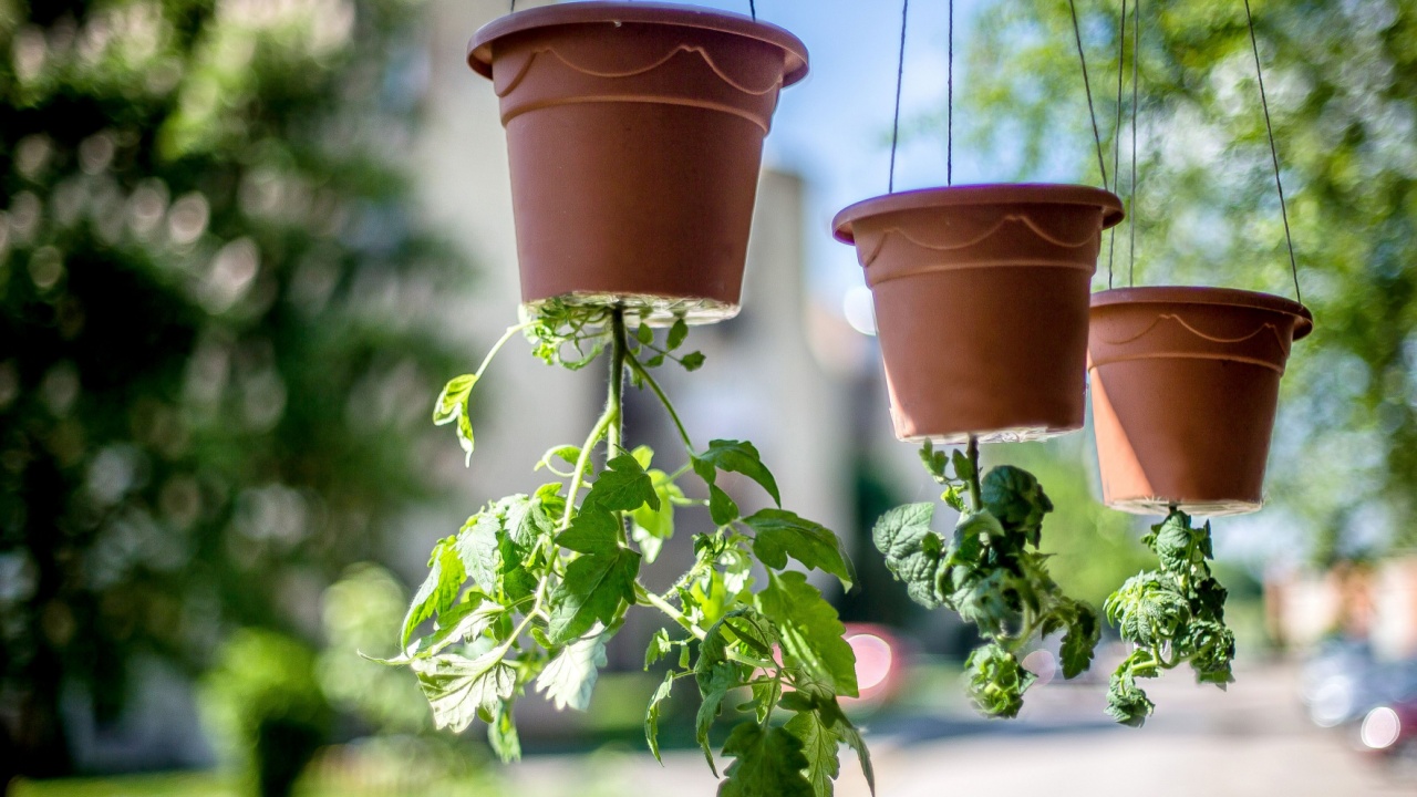 Tomatoes grow upside down.Interesting experiment with growing tomates.