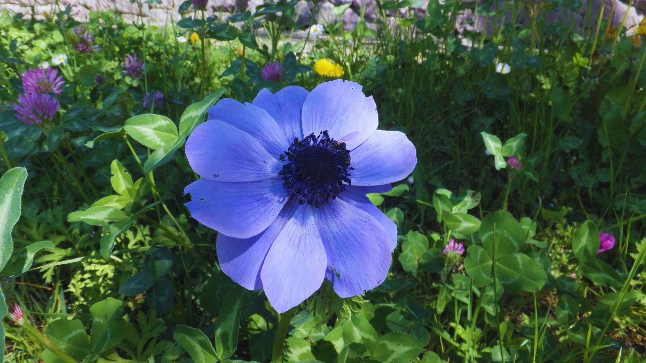Trauttmansdorff gardens - Anemone 01