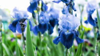 Violet and blue iris flowers closeup on green garden background. Sunny day. Lot of irises. Large cultivated flowerd of bearded iris (Iris germanica).