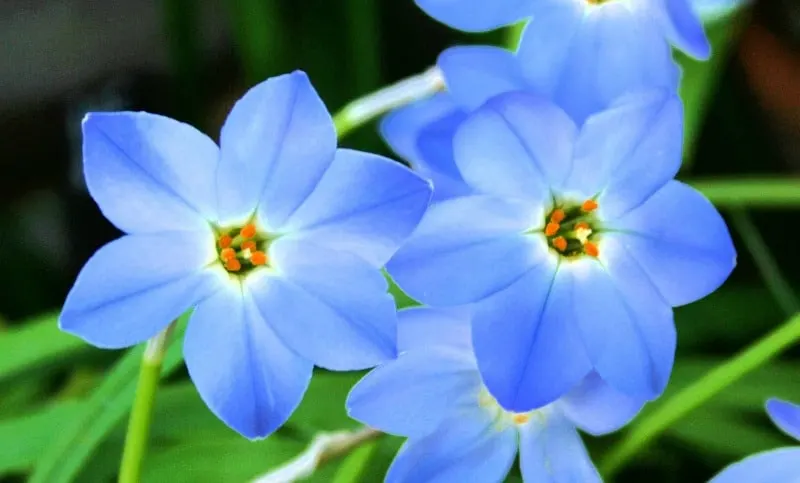 blue alpine flower