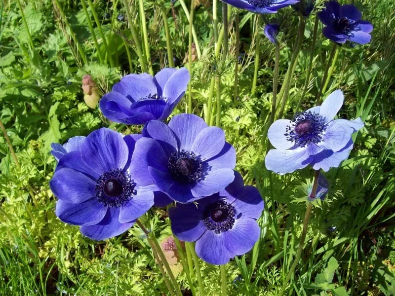 purple anemone flowers