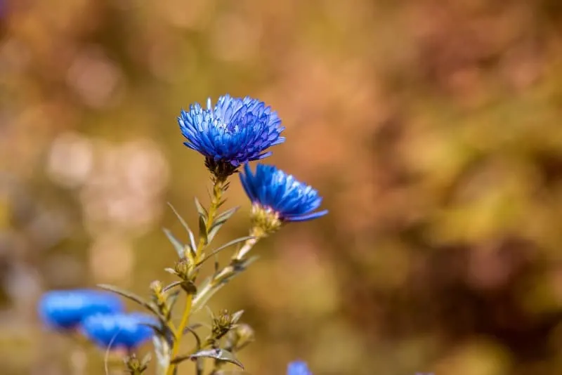 blue fall asters