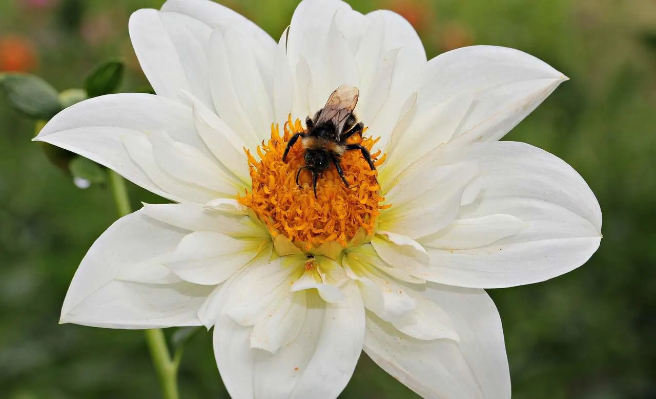 Bee on a white dahlia