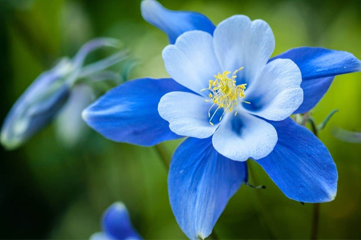 blue columbine flower