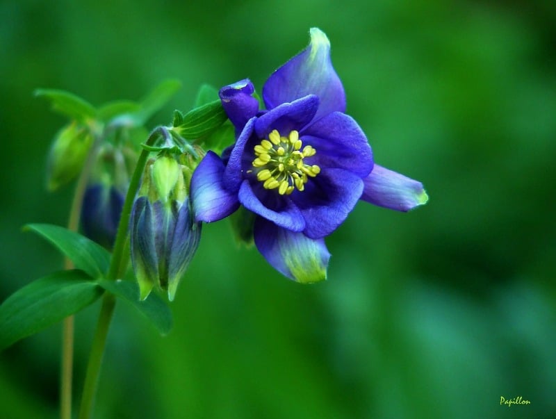 blue conumbine flower