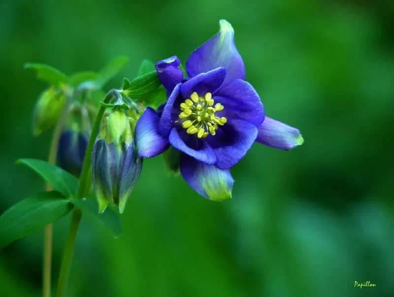 blue conumbine flower