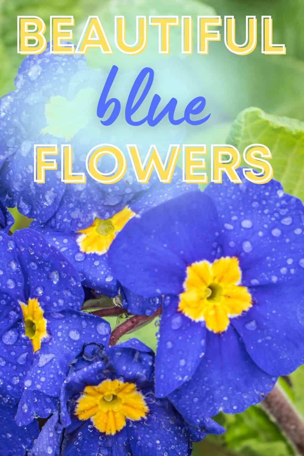 Beautiful blue flowers