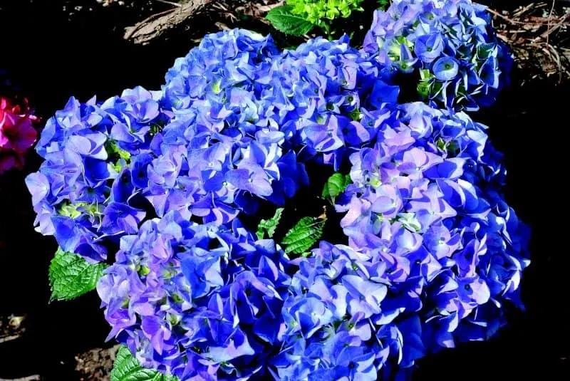 Blue hydrangea blooms