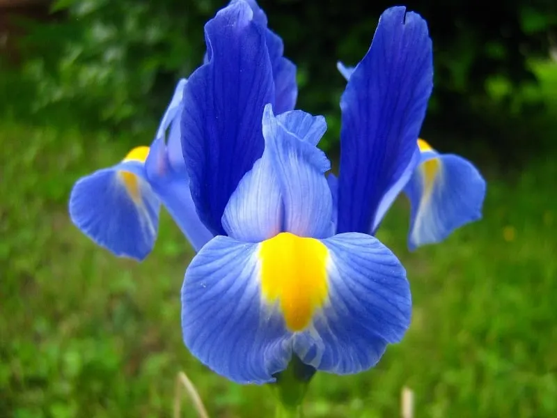 blue iris flower