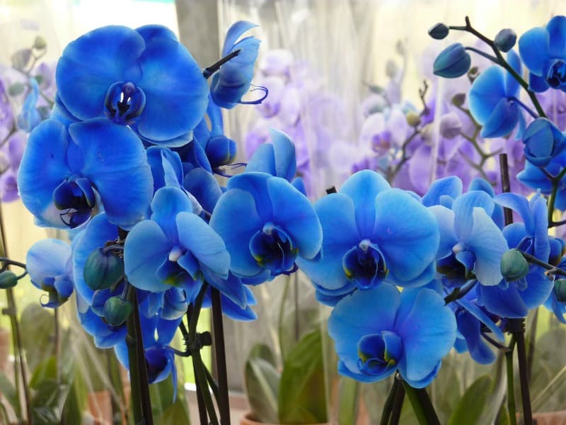 light blue orchids
