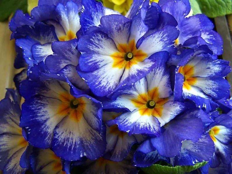 Blue primrose flowers