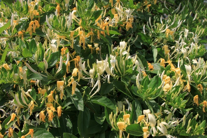 Caprifolium honeysuckle flowers