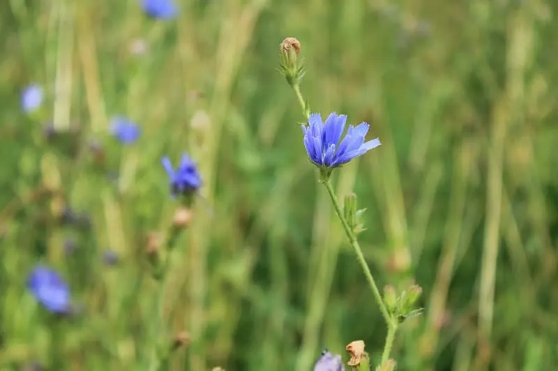 chicory flowers