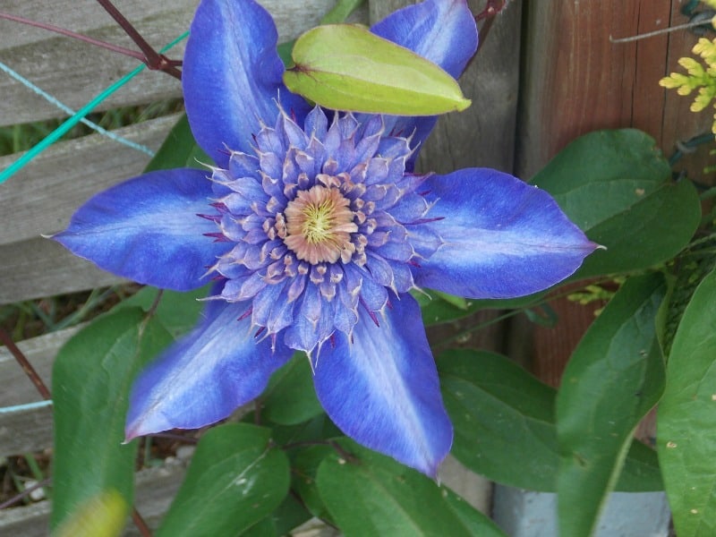 clematis flower