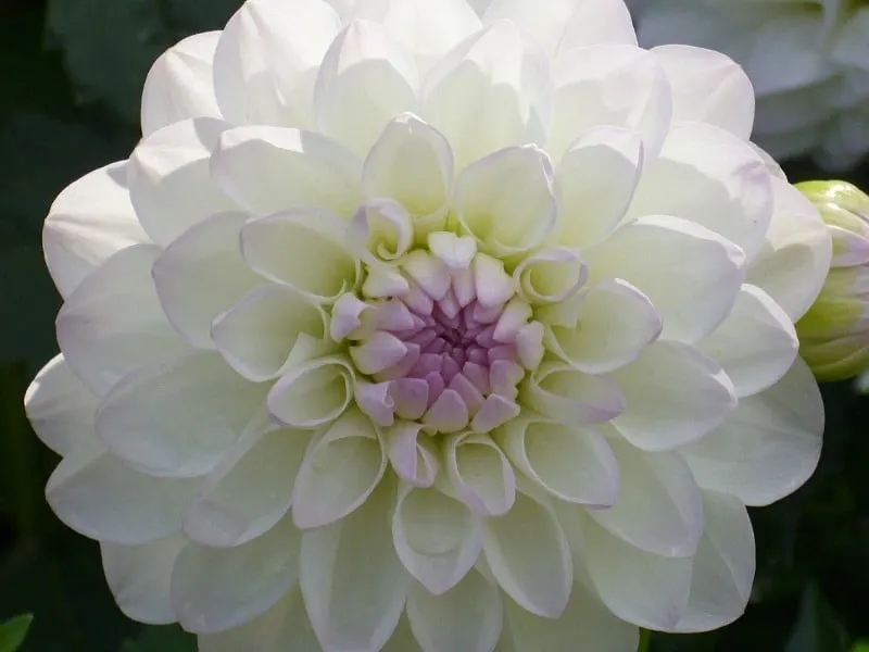 Close-up white dahlia