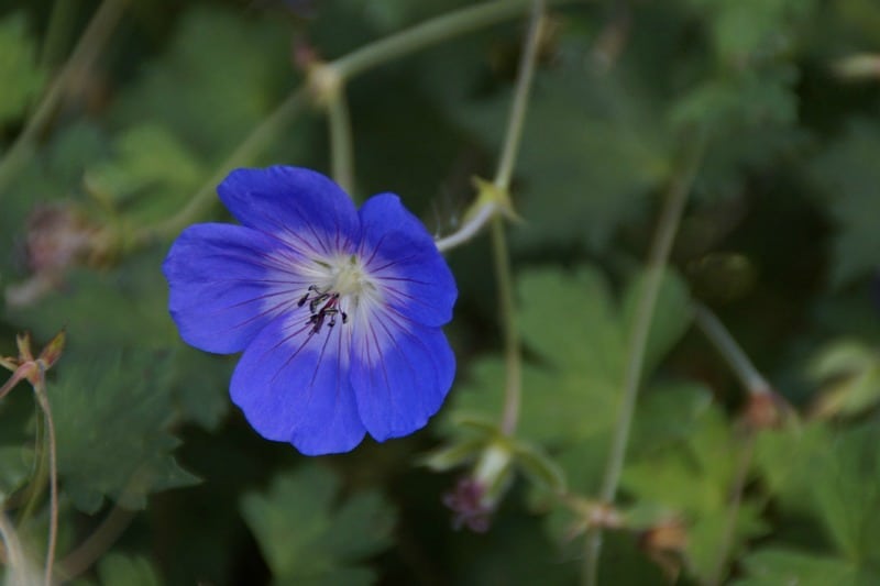 cranesbill flower