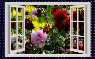 Dahlia flowers in front of an open window