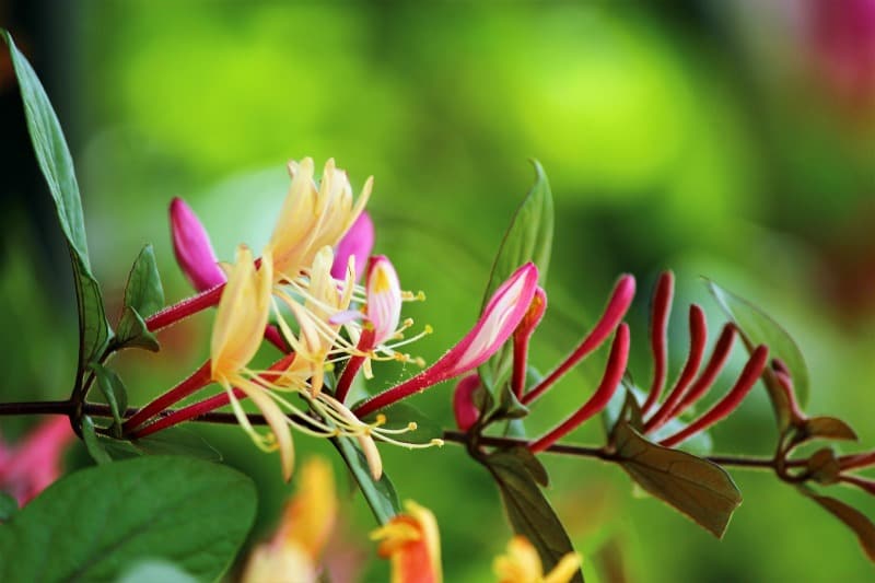 Deep colored honeysuckle flowers