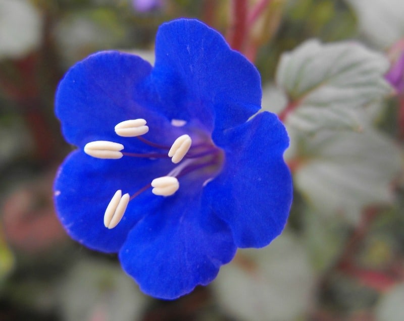 desert bluebell flower