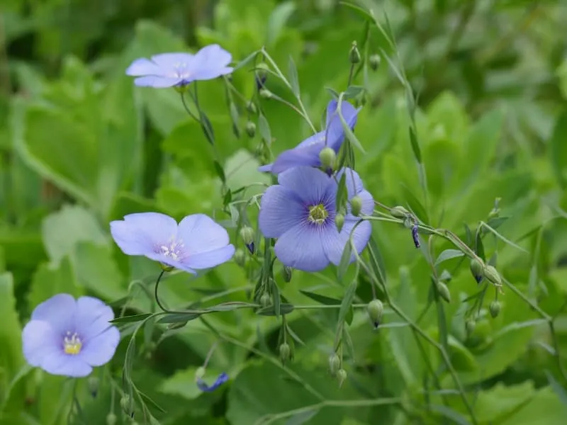 flowering flax