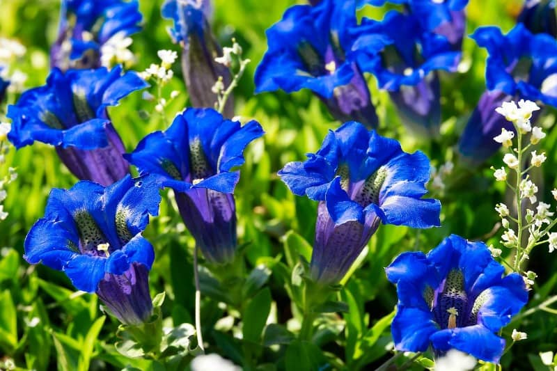 gentian flowers