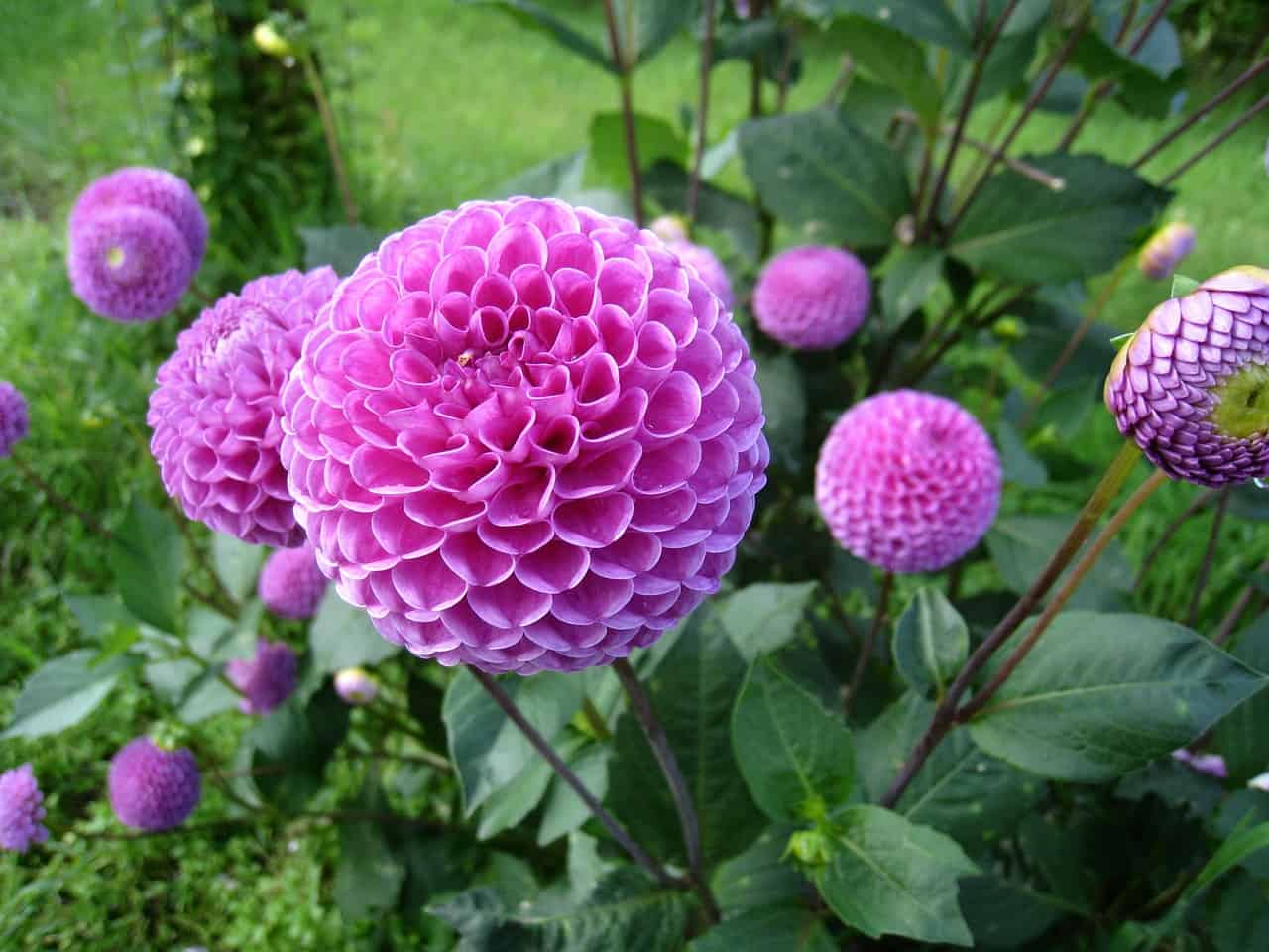 Globe shaped pink dahlias