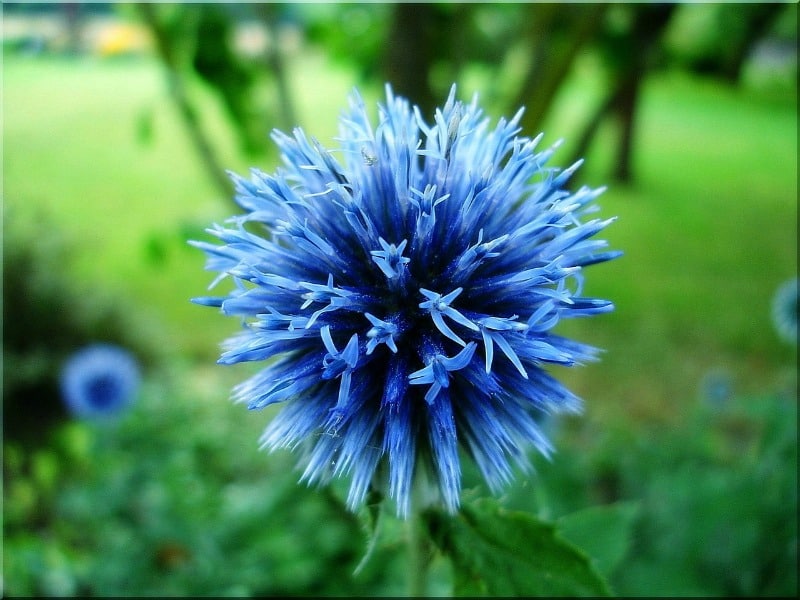 Blue globe thistle