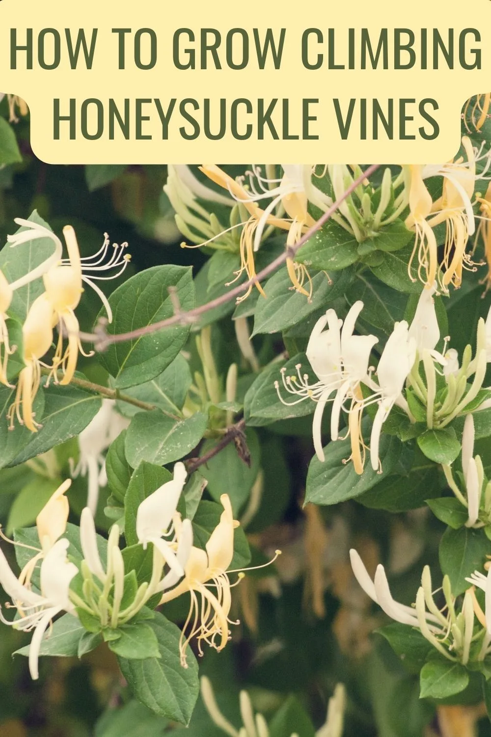 How to grow climbing honeysuckle vines