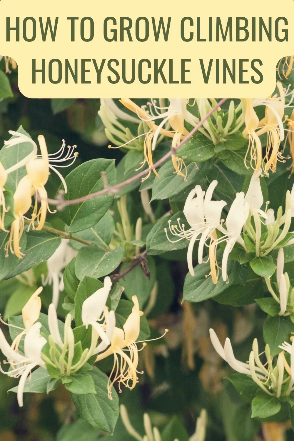 Growing Climbing Honeysuckle Vines In Your Garden