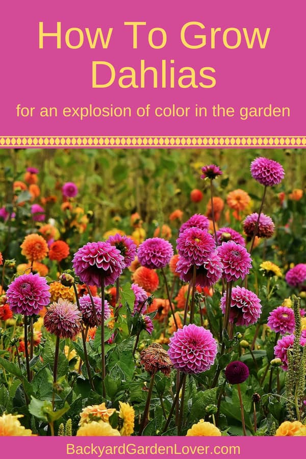 field of colorful dahlias