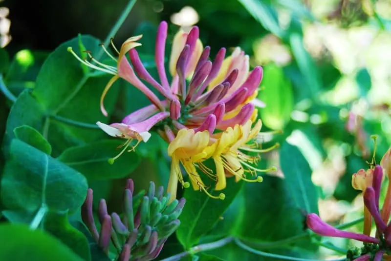 Pink and yellow honeysuckle flowers