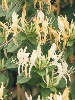 honeysuckle vine flowers
