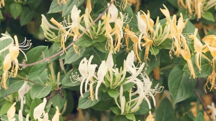 Growing Climbing Honeysuckle Vines In Your Garden