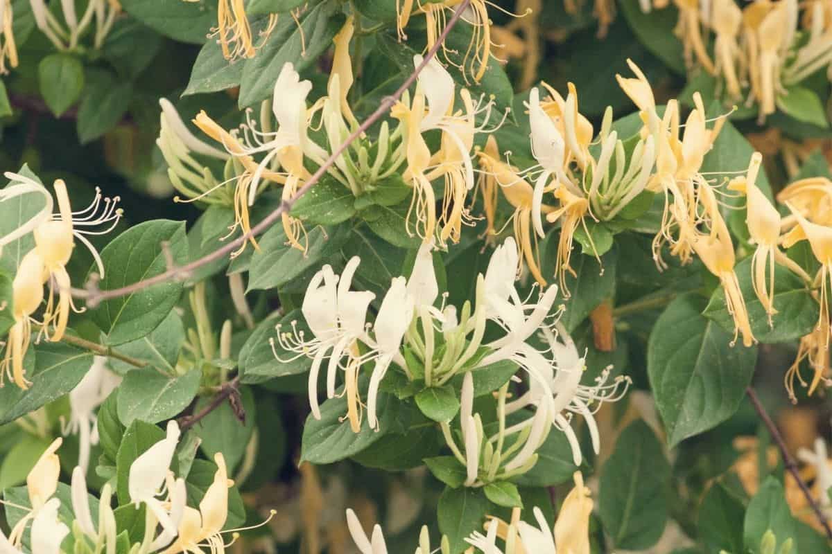 honeysuckle vine flowers